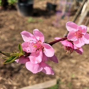 Meet your Posher, Song